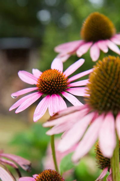 Echinacea Virágzik Kertben Egy Látható Vízcsepp — Stock Fotó