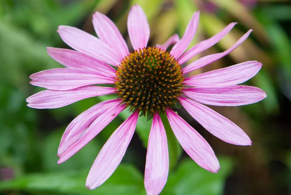 Echinacea Blooming Garden Visibly Wet — Stock Photo, Image