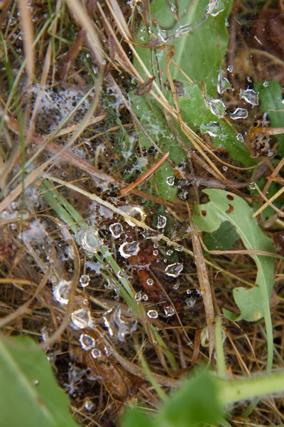 Drops Dew Spider Web Grass Close — Stock Photo, Image