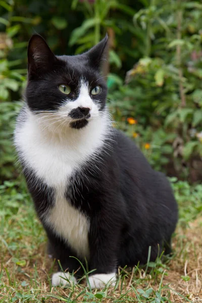 Чорно Білий Кіт Сидить Саду — стокове фото