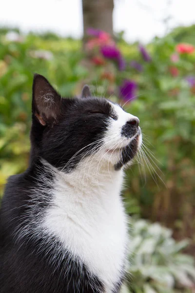 Черно Белая Кошка Сидит Саду Закрытыми Глазами Нюхает Воздух — стоковое фото