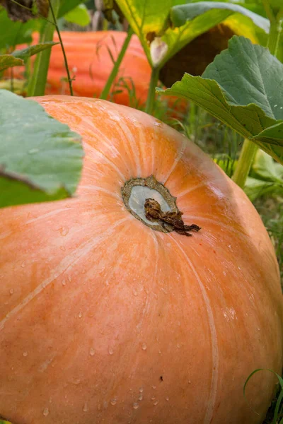 Pumpkin Being Grown Garden Late Summer — Stock Photo, Image