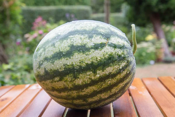 Mogen Vattenmelon Ett Träbord Trädgård — Stockfoto