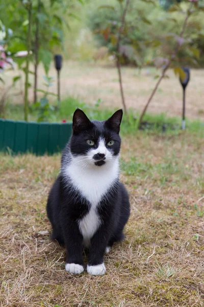 Černá Bílá Kočka Sedí Zahradě — Stock fotografie