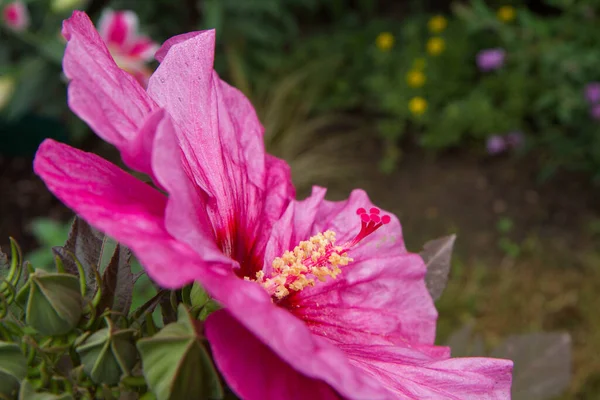 Planta Hibisco Florescendo Jardim — Fotografia de Stock