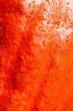 Balkabağı arkaplanı: Bahçede yetişen bir balkabağı