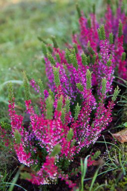 Yaygın funda (Calluna vulgaris) çiçek açıyor