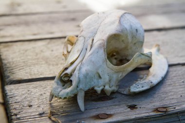 Ahşap arka planda hayvan kafatası