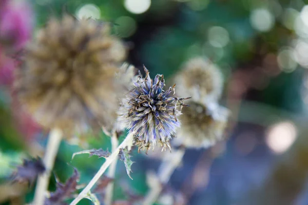 夏の終わりに庭で開花した後のグローブアザミウマ エチノプス — ストック写真