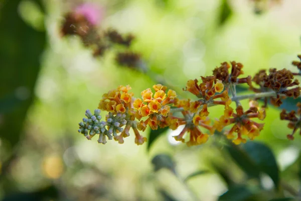 Gele Buddleja Davidii Plant Bloeien Close — Stockfoto