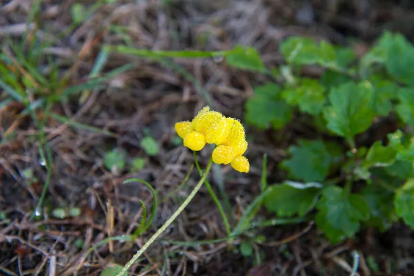 The Common bird\'s-foot trefoil (Lotus corniculatus) plant blooming - flower covered with drops of rain