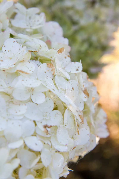 Hortensia Fleurs Couvertes Rosée Gros Plan — Photo