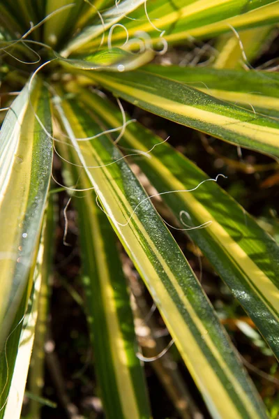 Yucca Växtblad Fuktig Från Regn — Stockfoto