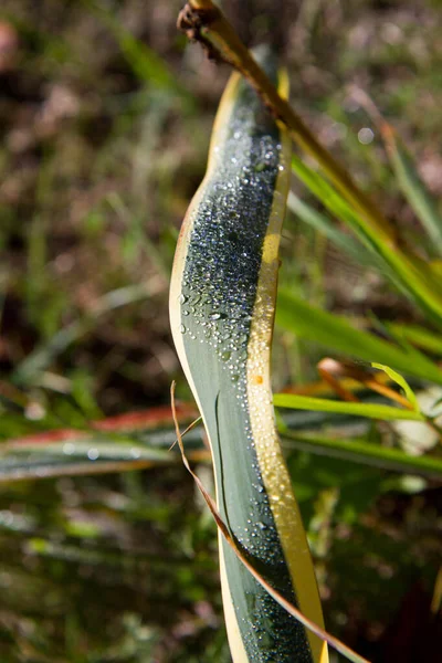 Yucca Foglie Pianta Umido Dalla Pioggia — Foto Stock