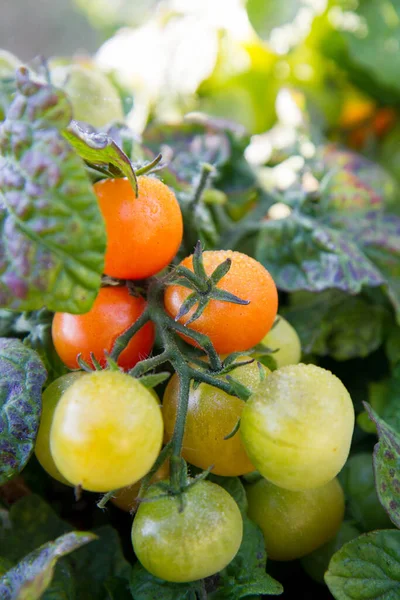 Cocktail tomatoes being grown in a garden, some still green