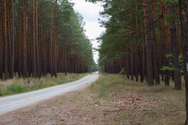 Sonbaharın başlarında Çam Ormanında Çamur Yolu