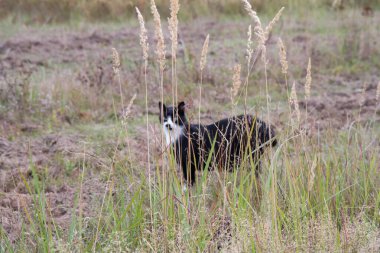 Siyah beyaz kedi bir tarlada avlanıyor.