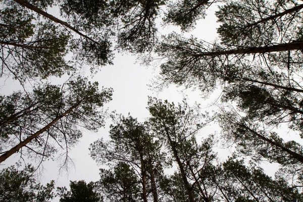 Pine Forest Trees Seen Upwards Sky — Stock Photo, Image