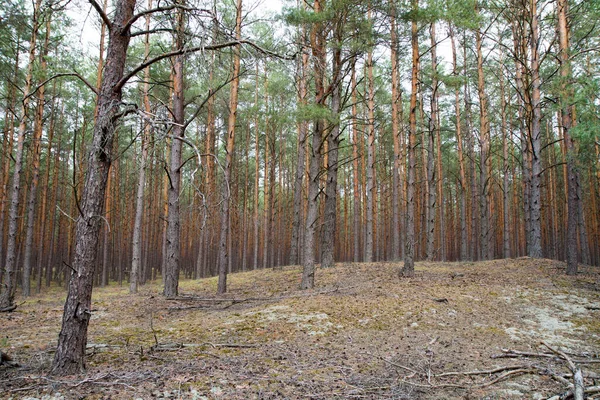 秋天的松树林 多山的地形 — 图库照片