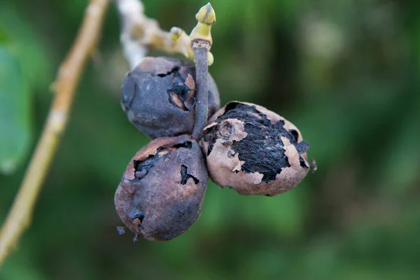 Gewone Walnoot Fruit Een Boom Getroffen Door Een Ziekte — Stockfoto