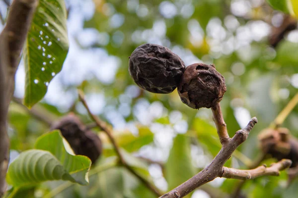 Fruto Noz Comum Uma Árvore Afetada Por Uma Doença — Fotografia de Stock