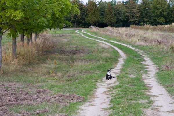 Black White Cat Sitting Dirt Road Hunting — Stock Photo, Image