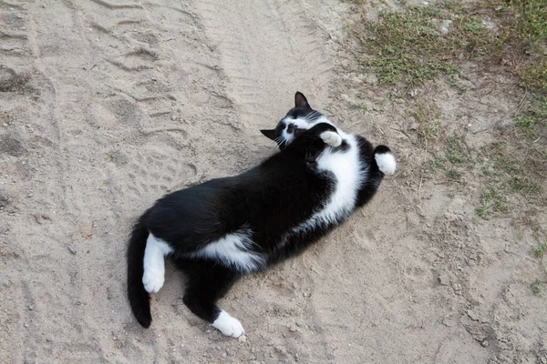 Gato Blanco Negro Rodando Tierra —  Fotos de Stock