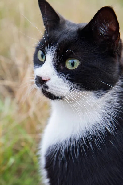 Černá Bílá Kočka Poli Zblízka Obličeji — Stock fotografie