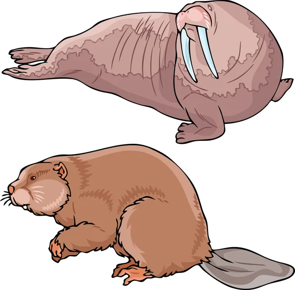 Walrus and beaver — Stock Vector