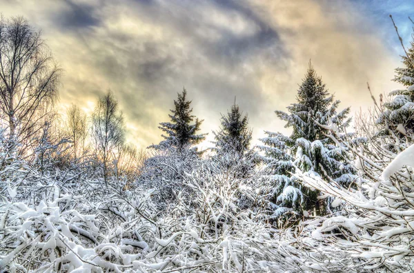 Foresta invernale — Foto Stock