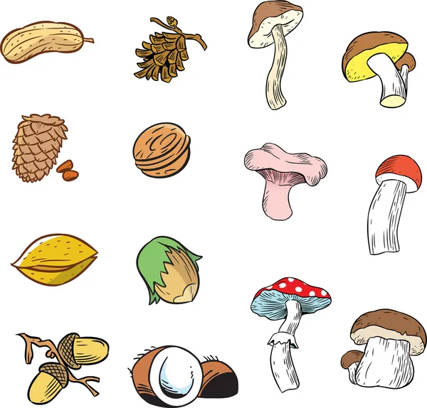坚果和蘑菇 — 图库矢量图片
