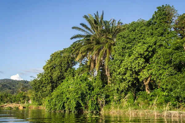 Exuberante vegetación tropical —  Fotos de Stock