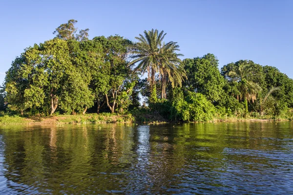 Exuberante vegetación tropical — Foto de Stock