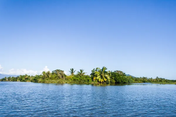 Lush tropical vegetation — Stock Photo, Image