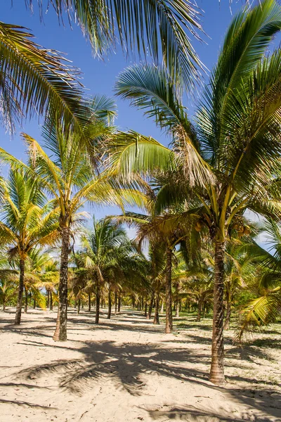 Plantacja kokos — Zdjęcie stockowe