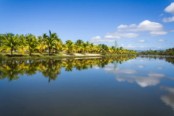 Alberi di cocco — Foto Stock