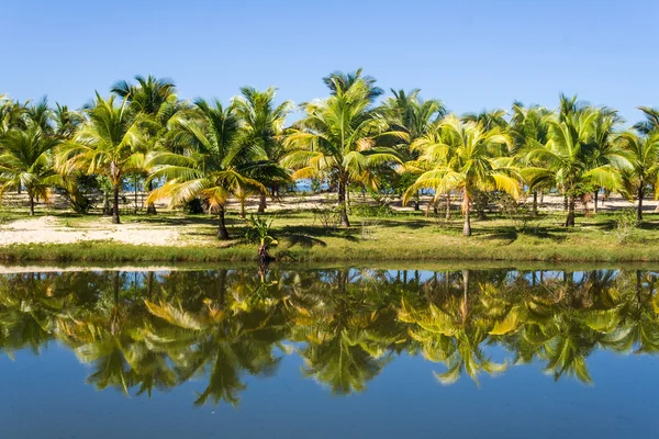Drzew kokosowych — Zdjęcie stockowe