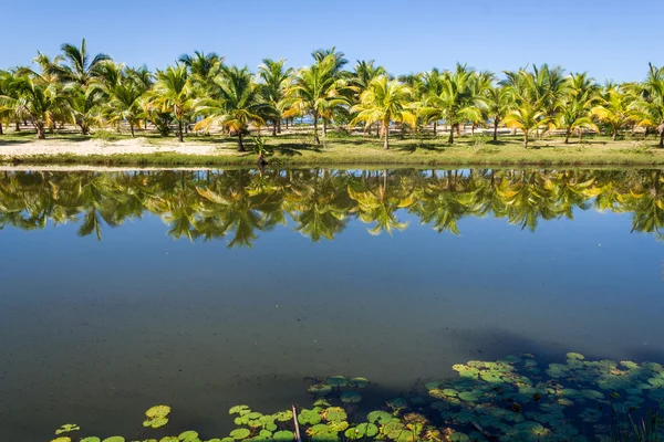 Coconut trees — Stock Photo, Image