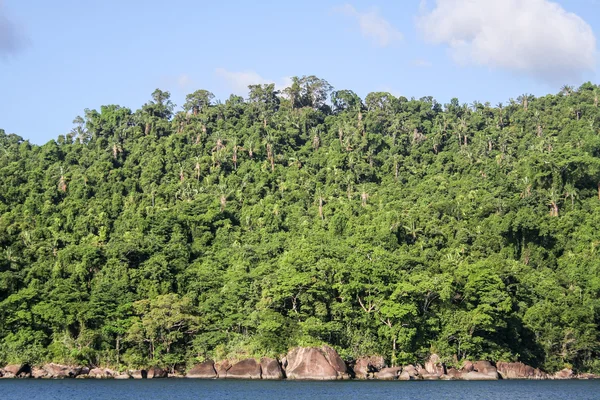 Masoala-Wald — Stockfoto