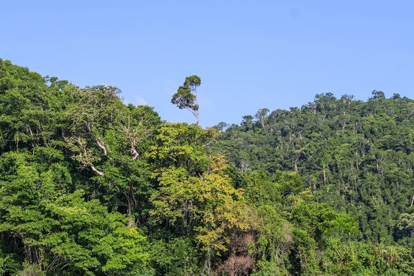 Forêt de Masoala — Photo