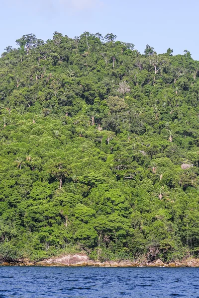 Floresta de Masoala — Fotografia de Stock