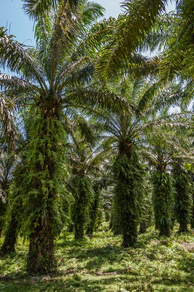 Plantación de palma aceitera —  Fotos de Stock