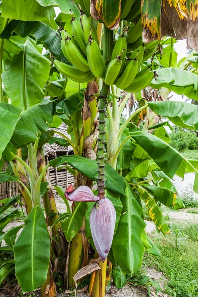 Pohon pisang — Stok Foto