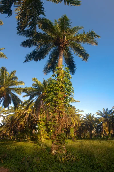 Plantación de palma aceitera —  Fotos de Stock