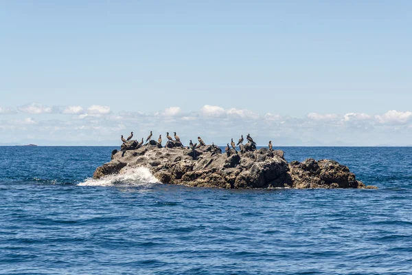 Birds on a rock — Stock Photo, Image