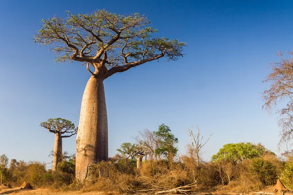 Albero di Baobab, Madagascar — Foto Stock