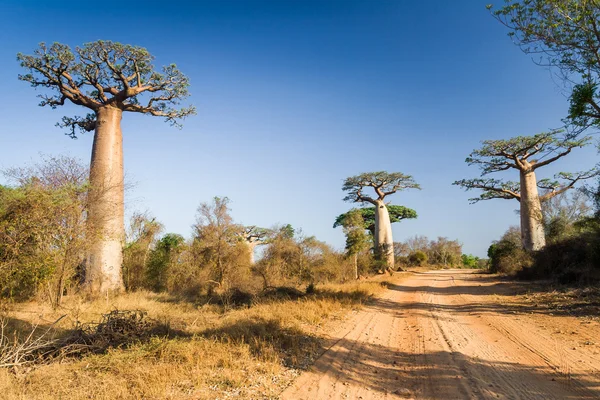 Baobabs ve bitki örtüsü — Stok fotoğraf