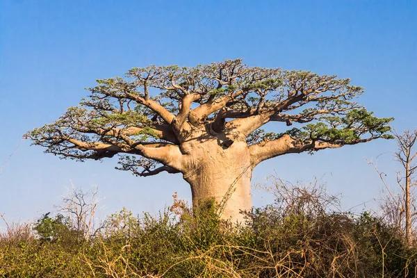 Baobap Ağacı, madagascar — Stok fotoğraf
