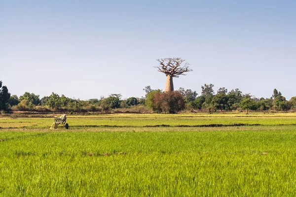 Baobab i ryżu — Zdjęcie stockowe