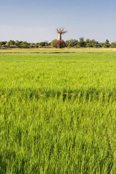 Baobab et rizière — Photo